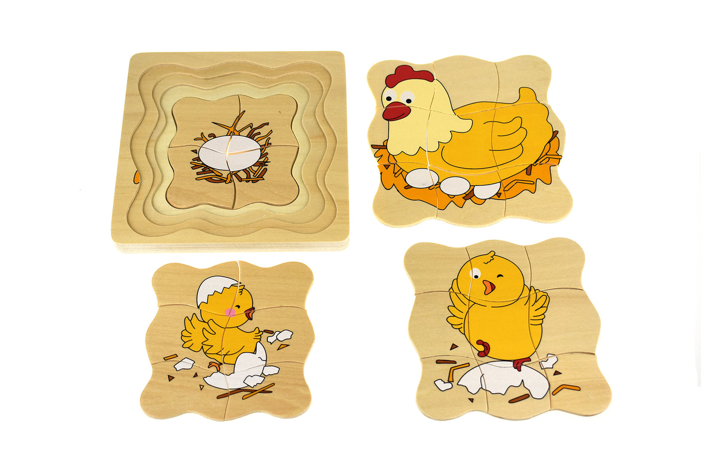 Chicken Lifecycle Puzzle